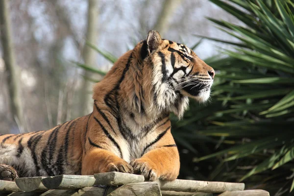 Tygří zoo Lisabon — Stock fotografie