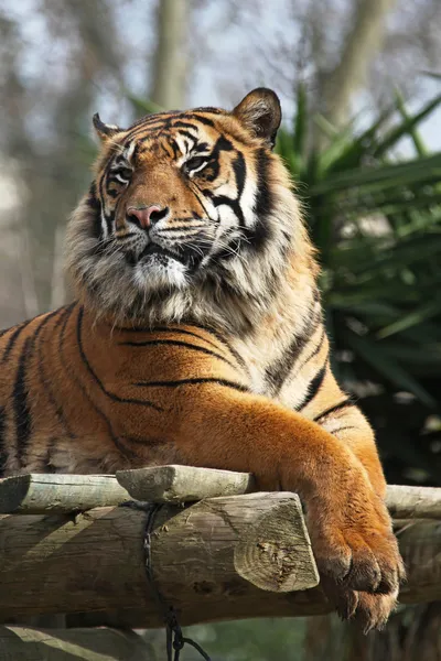 老虎动物园里斯本 — 图库照片