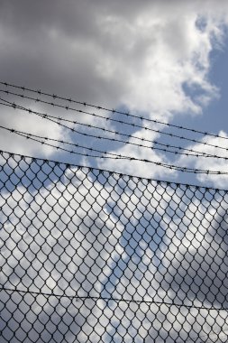 Dikenli teller ve mavi gökyüzü karası