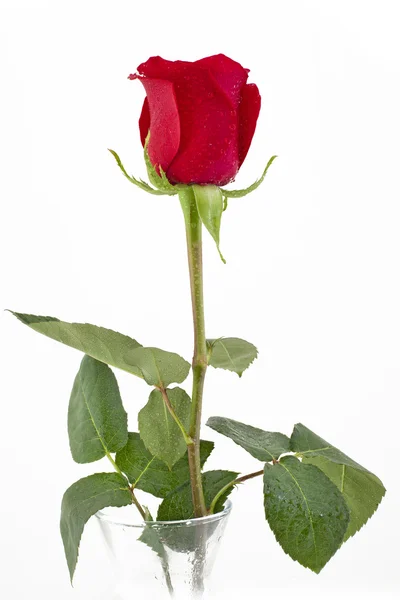 Elegante rosa con collar sobre fondo negro — Foto de Stock