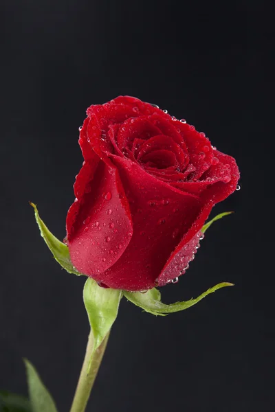 Elegant rose with necklace on a black background — Stock Photo, Image