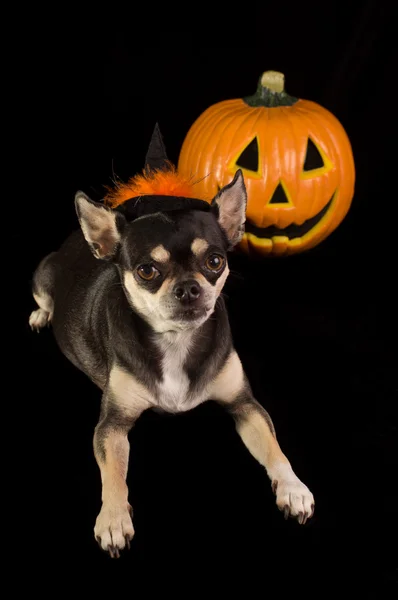 Halloween Chihuahua — Zdjęcie stockowe