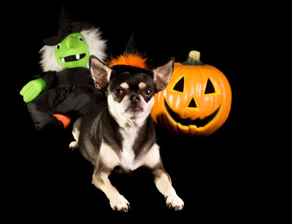 Halloween Chihuahua — Zdjęcie stockowe