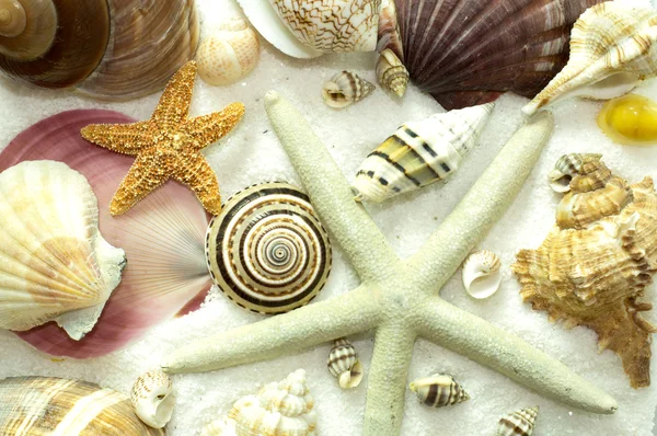 貝殻のシームレスな背景のパターンのクラスター — ストック写真