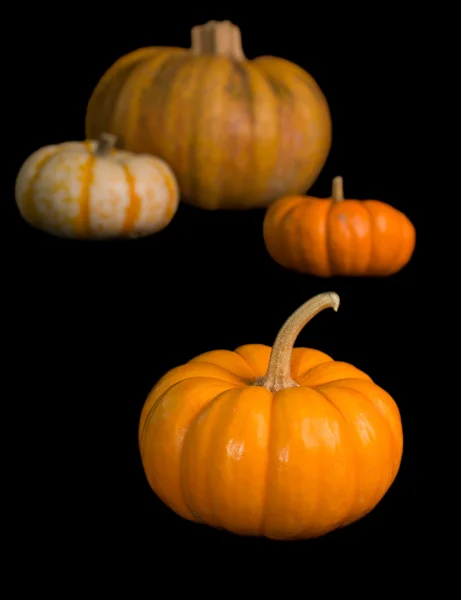 Patch di zucca — Foto Stock