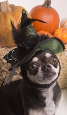 Halloween cadı köpek