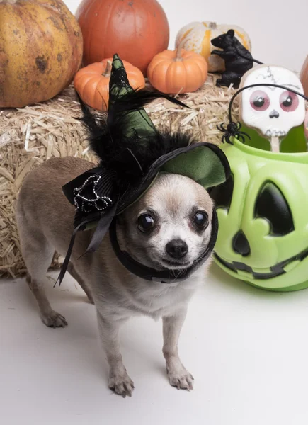 Cão bruxo Halloween — Fotografia de Stock