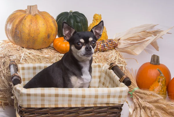 秋の収穫の犬 — ストック写真