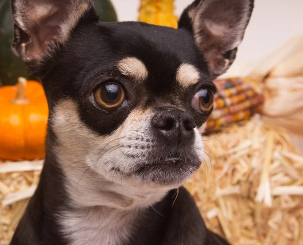 Herbsterntehund — Stockfoto