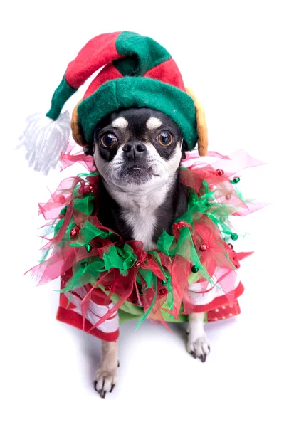 サンタさんのリトル ヘルパー エルフ犬 — ストック写真