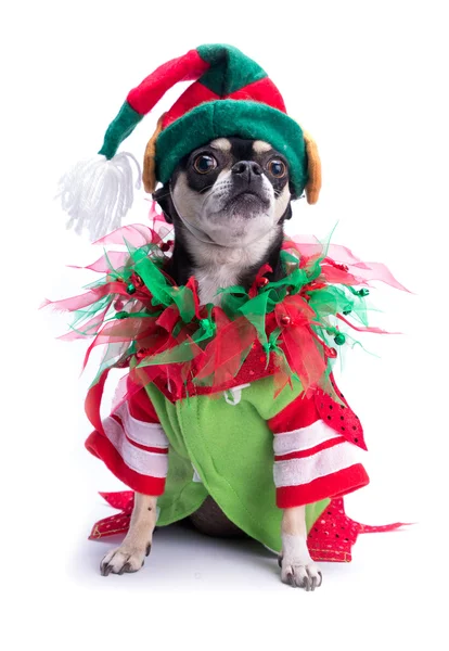 Santas Little Helper Elf dog — Stock Photo, Image