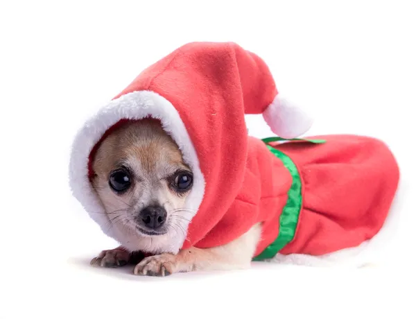Papá Noel perrito —  Fotos de Stock