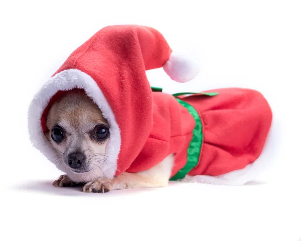 Papá Noel perrito —  Fotos de Stock