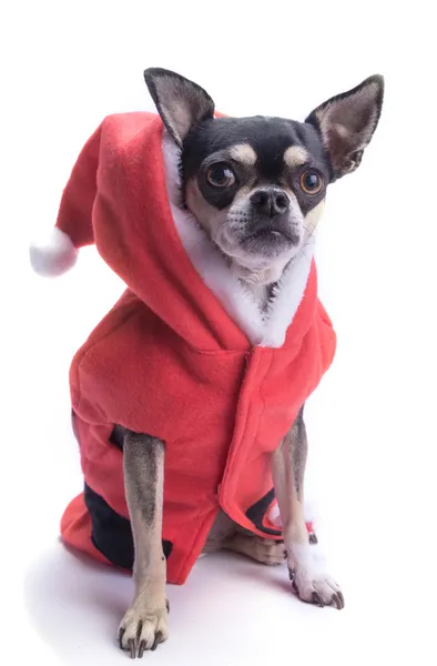 Mały psiak pomocnik Świętego Mikołaja — Zdjęcie stockowe