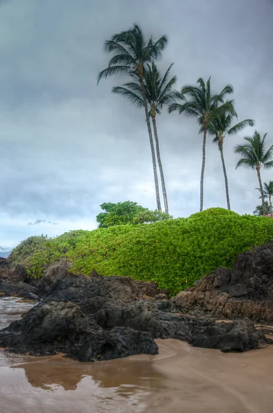 Pittoresco litorale di maui — Foto Stock