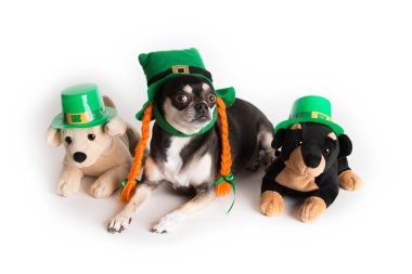 sevimli st. patrick günü köpeği