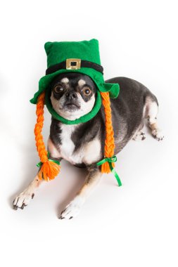 sevimli st. patrick günü köpeği
