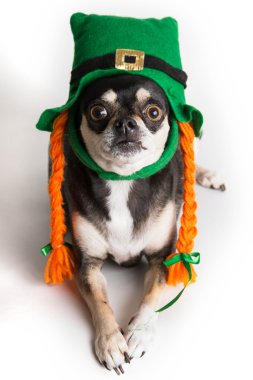 sevimli st. patrick günü köpeği