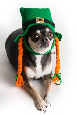 sevimli st. patrick günü köpeği