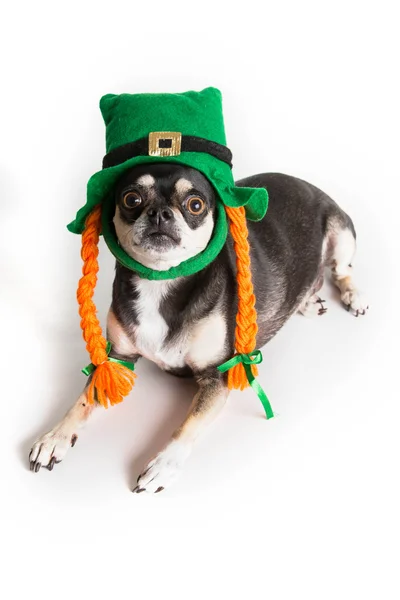 Lindo perro de San Patricio — Foto de Stock