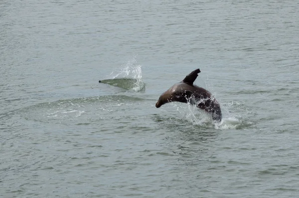 Sea Lions (Phoca Vitulina) at Play — Stock Photo, Image