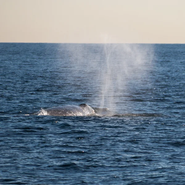 Migrating Gray Whale — Stock Photo, Image