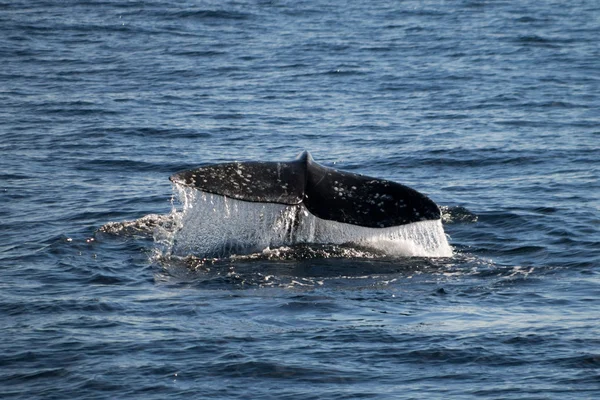 Migración de ballena gris — Foto de Stock