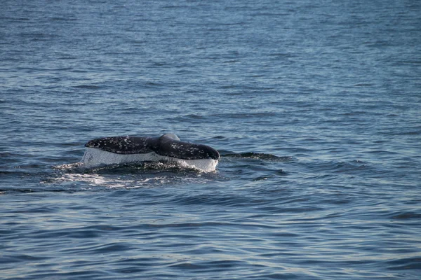 Migración de ballena gris — Foto de Stock