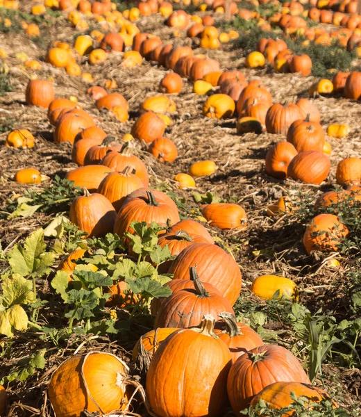 Pompoen patch — Stockfoto