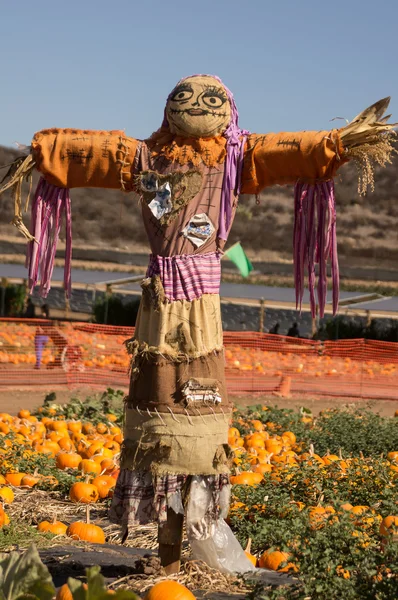 https://st.depositphotos.com/1495908/2220/i/450/depositphotos_22202183-stock-photo-scarecrow-pumpkin-patch.jpg