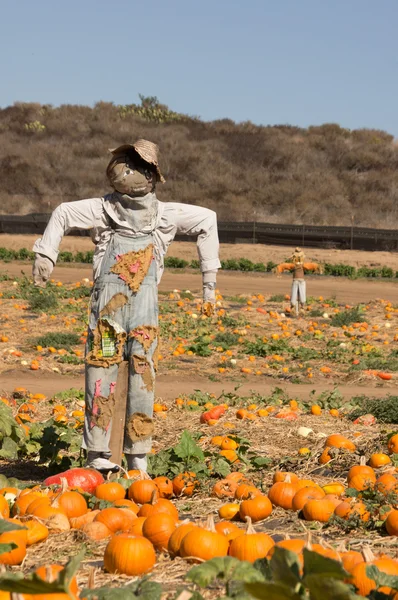 Scarecrow & Pumpkin Patch — Stock Photo, Image