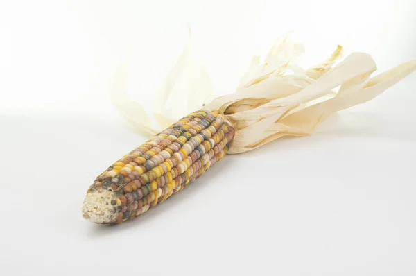 Ears of Indian Corn Isolated on White Background — Stock Photo, Image