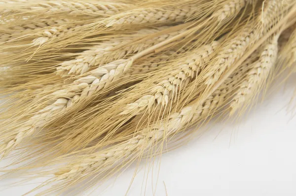 Studio Close Up Wheat Stalks — Stock Photo, Image