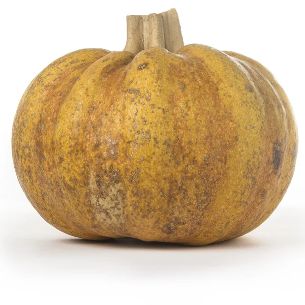 Fairytale Pumpkin — Stock Photo, Image