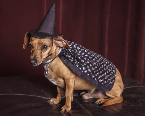 Cute Witch Dog — Stock Photo, Image