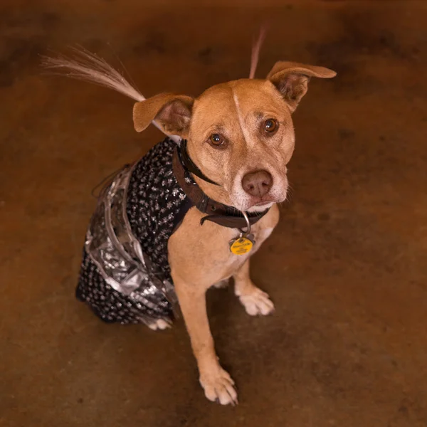 Halloween Dog — Stock Photo, Image