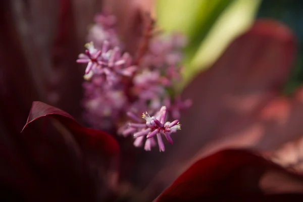 Tropische Blume — Stockfoto