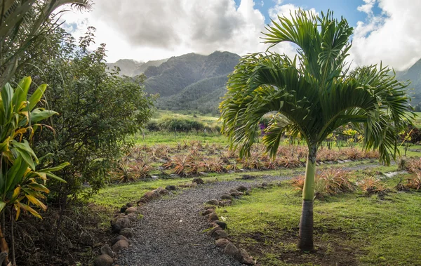 Maui tropikalny plantacji — Zdjęcie stockowe