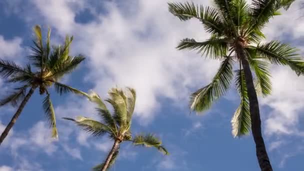 Palm tree tid förfaller video — Stockvideo