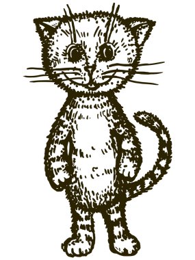 Yavru kedi