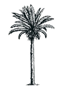 El çizimi. El çizimi vektör çizimi beyaz arkaplanda izole edildi