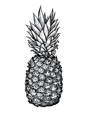 Beyaz arka planda ananas çizimi. Tropikal meyve çizimi vektör illüstrasyonu
