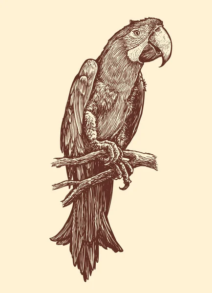 Loro Sentado Una Rama Dibujo Animal Dibujado Mano Ilustración Vector — Archivo Imágenes Vectoriales