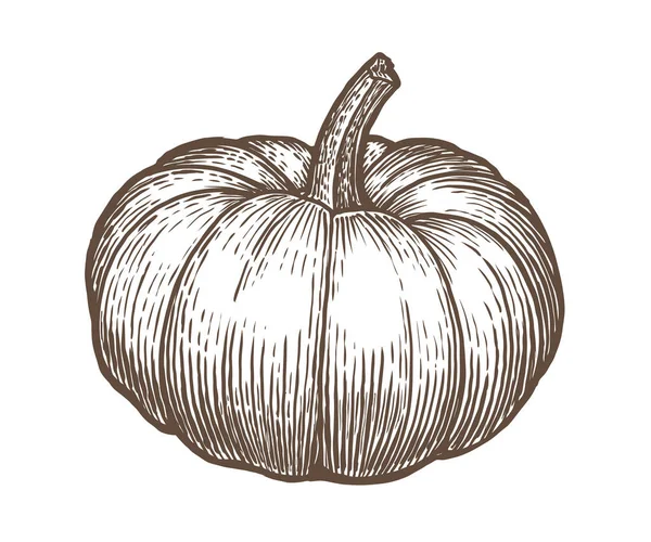 Kürbisvektor Handgezeichnete Vektorskizze Gestochene Illustration Herbstgemüse Lebensmittel Isoliert Auf Weißem — Stockvektor