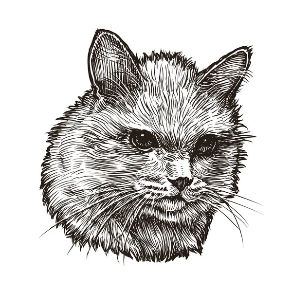 손으로 고양이 초상화 Fluffy Kcat Vector Illustration — 스톡 벡터