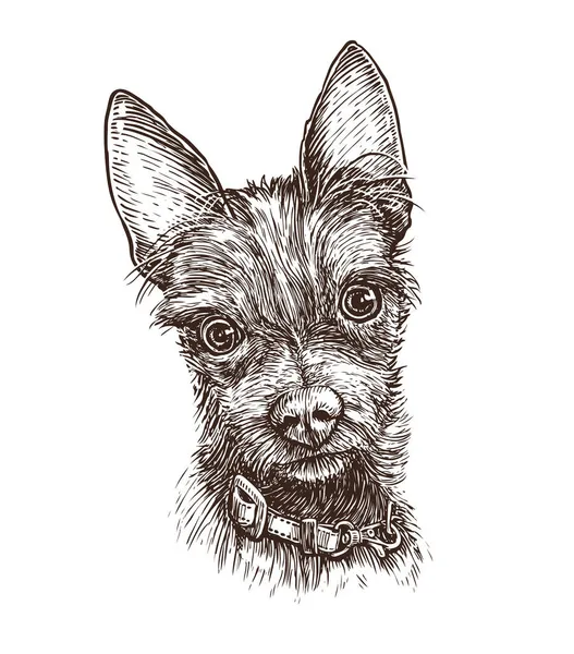 Portret Van Schattige Hond Hand Getekend Schets Dier Huisdier Vector — Stockvector