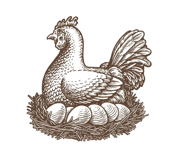 鶏卵農場 編と卵ベクトル図 — ストックベクタ