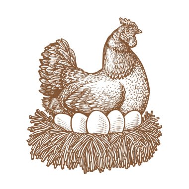 Farm hen incubates eggs in nest. Chicken vector illustration drawn sketch clipart