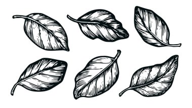 Elle çizilmiş farklı yapraklar. Çiçek elementleri vektör çizimi