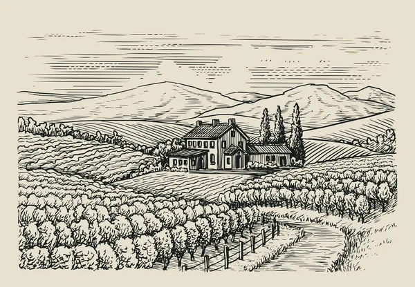 Paysage Viticole Dessiné Main Esquisse Illustration Vectorielle Style Vintage — Image vectorielle